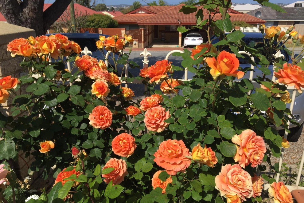 Vợ chồng Việt biến sân 60m2 tại Úc thành công viên hoa hồng ấn tượng - 7 Vợ chồng Việt biến sân 60m2 tại Úc thành công viên hoa hồng ấn tượng - 7