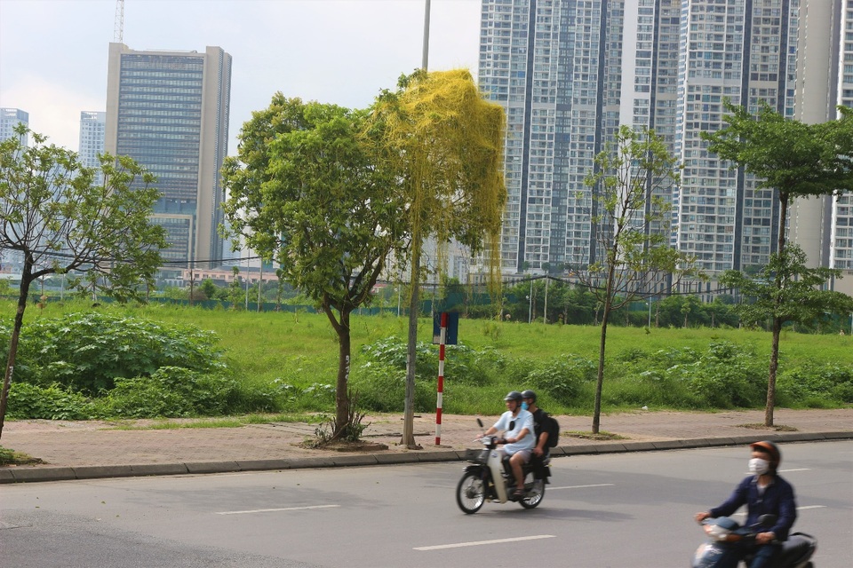 Hà Nội: Dây tơ hồng quấn như ma trận đe dọa một loạt cây xanh - 6 Hà Nội: Dây tơ hồng quấn như ma trận đe dọa một loạt cây xanh - 6