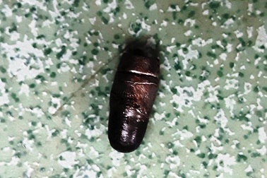 Hai “cẩu tặc” nghi dùng súng bắn người dân khi bị phát hiện