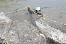 Nông dân “cấm tiệt” phóng viên quay phim vì sợ… mất mùa