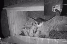 Cú sừng tập kích tổ chim ưng, đoạt mạng con non trong giây lát