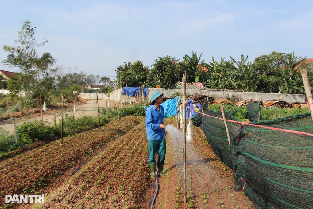 Thời tiết không ủng hộ, chưa Tết người trồng hoa đã thấy lỗ - 2 Thời tiết không ủng hộ, chưa Tết người trồng hoa đã thấy lỗ - 2