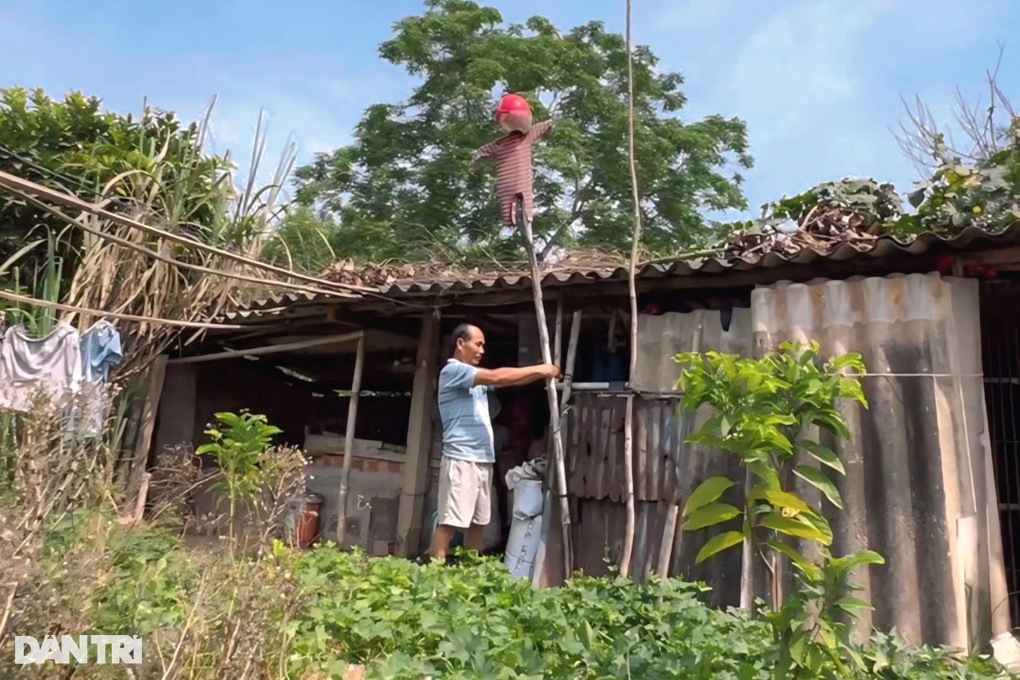 Đàn khỉ cả trăm con phá nát đồng ruộng, người dân bất lực - 3 Đàn khỉ cả trăm con phá nát đồng ruộng, người dân bất lực - 3