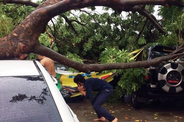 Cây xà cừ cao hàng chục mét bật gốc đè bẹp 3 ôtô