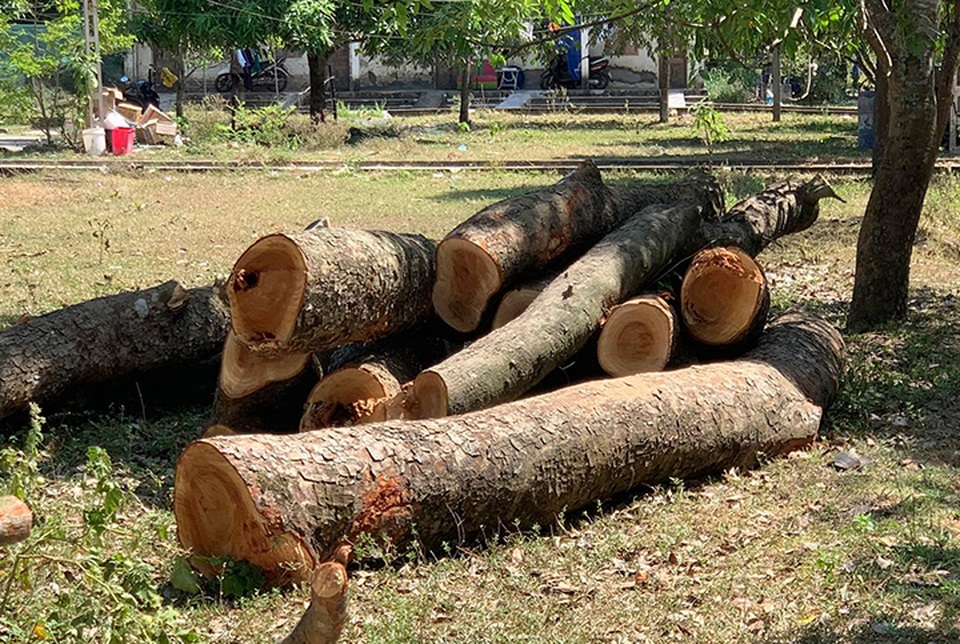 Cây xà cừ hơn 40 năm tuổi bị cắt tỉa trơ thân, nhiều người nuối tiếc - 3 Cây xà cừ hơn 40 năm tuổi bị cắt tỉa trơ thân, nhiều người nuối tiếc - 3