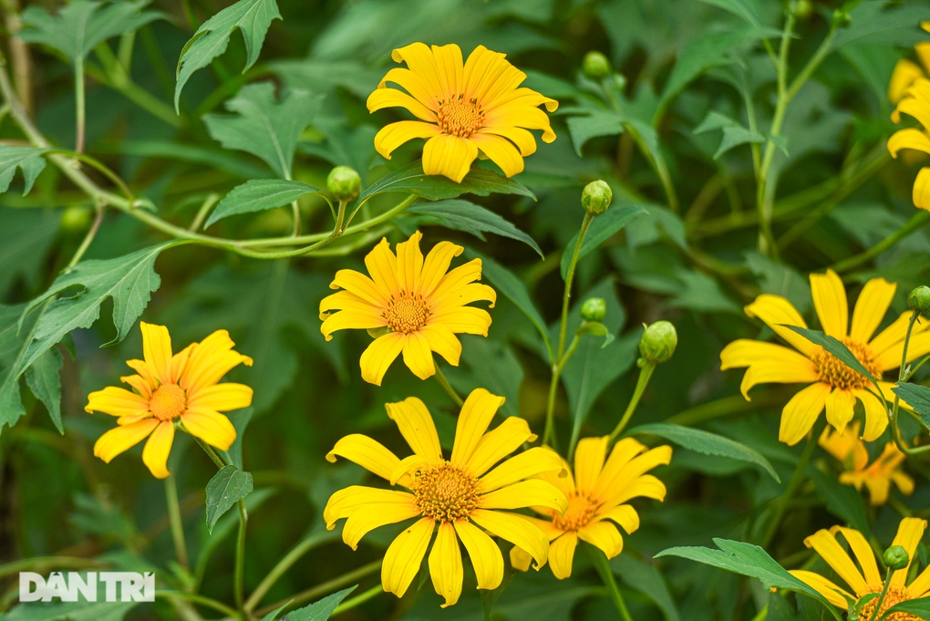 Ngắm vườn hoa dã quỳ 200 cây phủ sắc vàng giữa lòng Hà Nội - 9 Ngắm vườn hoa dã quỳ 200 cây phủ sắc vàng giữa lòng Hà Nội - 9