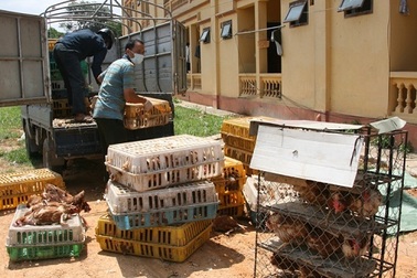 Cảnh báo gà thải Trung Quốc phải tiêu hủy “tuồn” vào Việt Nam 