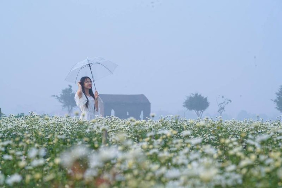 Bạn trẻ đổ xô đến vườn cúc họa mi “độc nhất” Nam Định chụp ảnh - 8