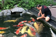 Tận mắt đàn cá Koi bạc tỷ “độc” nhất Việt Nam của đại gia Sài Gòn
