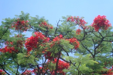 TP. Hà Tĩnh: Rực rỡ sắc màu hoa phượng đỏ