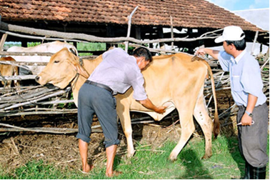 Tăng hỗ trợ nông dân bị thiệt hại do thiên tai, dịch bệnh