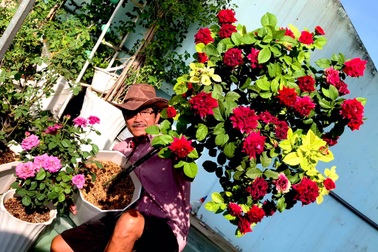 Người đàn ông ở Đồng Nai trồng vườn hồng rực rỡ trên mái tôn tặng vợ