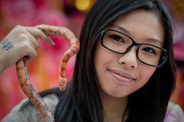 Đầu năm Tỵ, người Hong Kong đua nhau nuôi rắn lấy may 