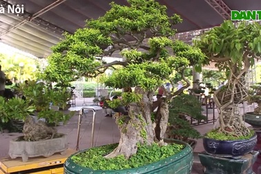 Ngắm cây mai chiếu thủy trăm tuổi, đại gia có tiền cũng không thể sở hữu