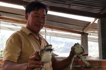 Khánh Hòa: Nuôi ếch ộp ở chuồng heo cũ kiếm gần 20 triệu đồng/tháng