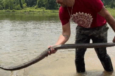 Hình ảnh động vật nổi bật: Người đàn ông đùa giỡn với rắn hổ chúa "khủng"