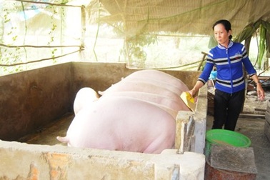 Giá heo tăng cao nhất 2 năm qua
