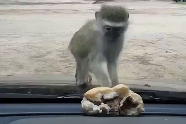 Khỉ con điên tiết vì không lấy được bánh trong ô tô