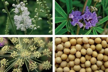 Những thảo dược giàu Estrogen cho phái đẹp