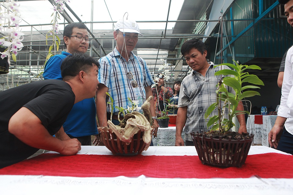 Chiêm ngưỡng những giỏ hoa lan đột biến hiếm có giá hàng trăm triệu - 4 Chiêm ngưỡng những giỏ hoa lan đột biến hiếm có giá hàng trăm triệu - 4