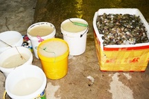 Đề xuất người đứng đầu tỉnh chịu trách nhiệm nếu để xảy ra tôm chứa tạp chất