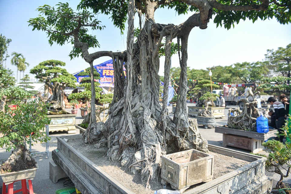 Cây sanh quê ôm đá giá 700 triệu đồng, chờ đại gia đón về chơi Tết - 2 Cây sanh quê ôm đá giá 700 triệu đồng, chờ đại gia đón về chơi Tết - 2