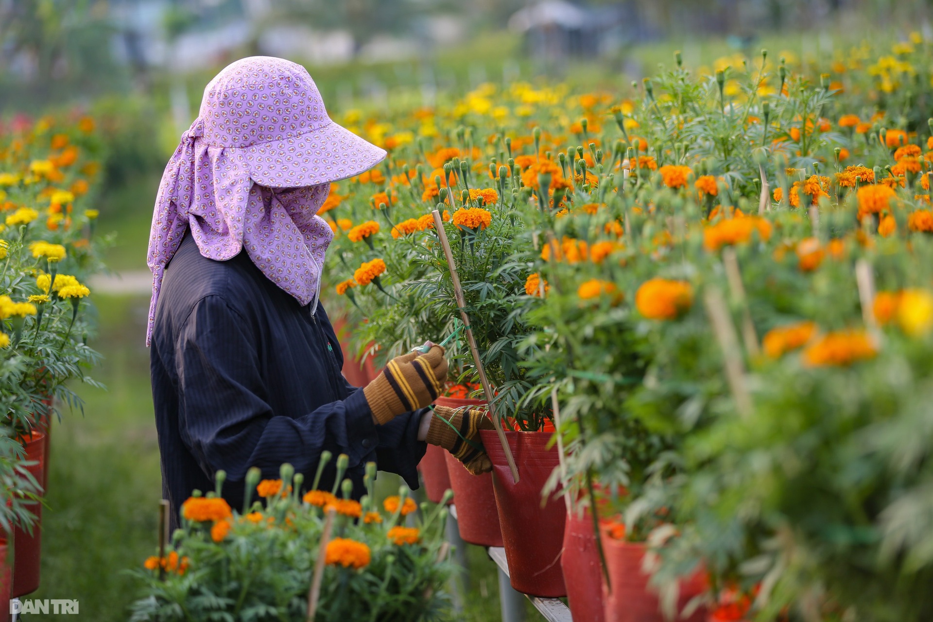 Làng hoa lớn nhất miền Tây vào vụ Tết - 3