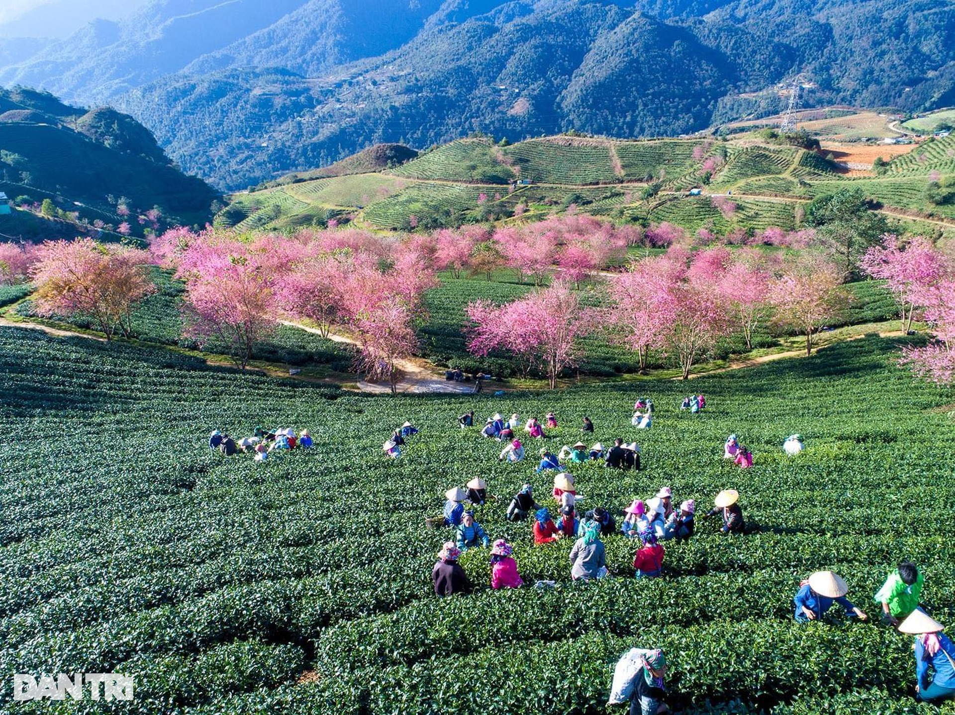 Mai anh đào khoe sắc hồng rực rỡ giữa đồi chè xanh Sa Pa - 7 Mai anh đào khoe sắc hồng rực rỡ giữa đồi chè xanh Sa Pa - 7