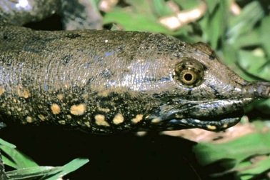 Phát hiện loài rùa mới ở miền trung Việt Nam