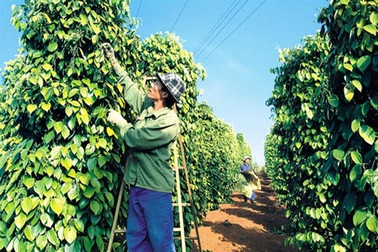 Để phân bón giả không còn làm khổ nhà nông