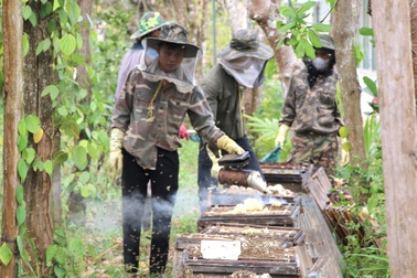 Mùa mật ong sớm ở Tây Nguyên