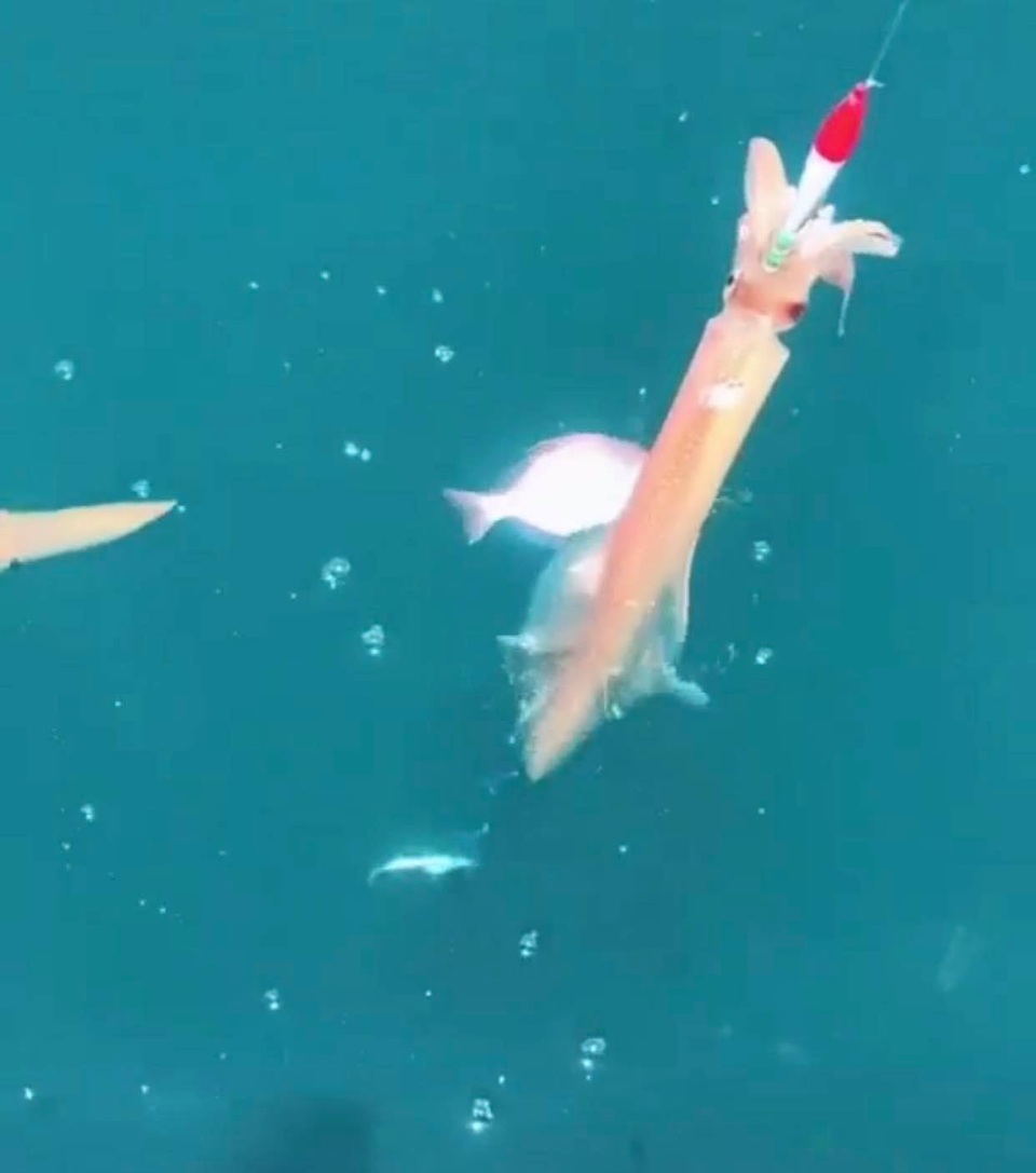 Con nhảy tanh tách, tiền triệu mỗi kg vẫn không có để bán - 4