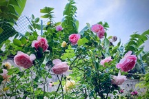 Vườn hồng trăm gốc nhập ngoại quý hiếm của mẹ đảm xinh đẹp ở Hà Giang