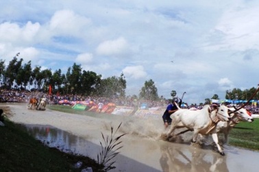 50 đôi bò tham gia tranh tài trong giải đua bò Bảy Núi