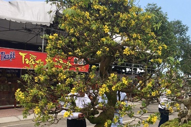 Ngắm cây hoàng mai 113 năm tuổi, giá tiền tỷ tại Quảng Bình