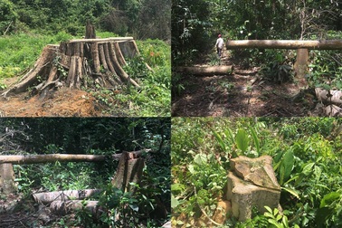 Khẩn trương làm rõ vụ phá rừng nghiêm trọng tại Bình Phước