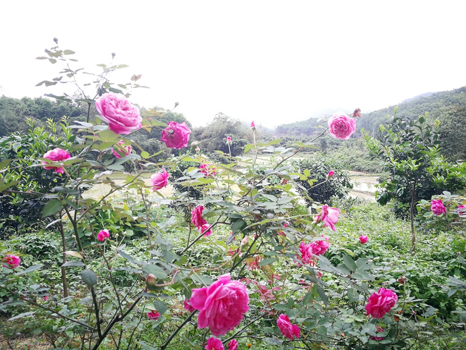 Chủ trại hồng tiếc nuối vì dịch corona ngăn khách đến ngắm mùa hoa đẹp nhất - 12 Chủ trại hồng tiếc nuối vì dịch corona ngăn khách đến ngắm mùa hoa đẹp nhất - 12
