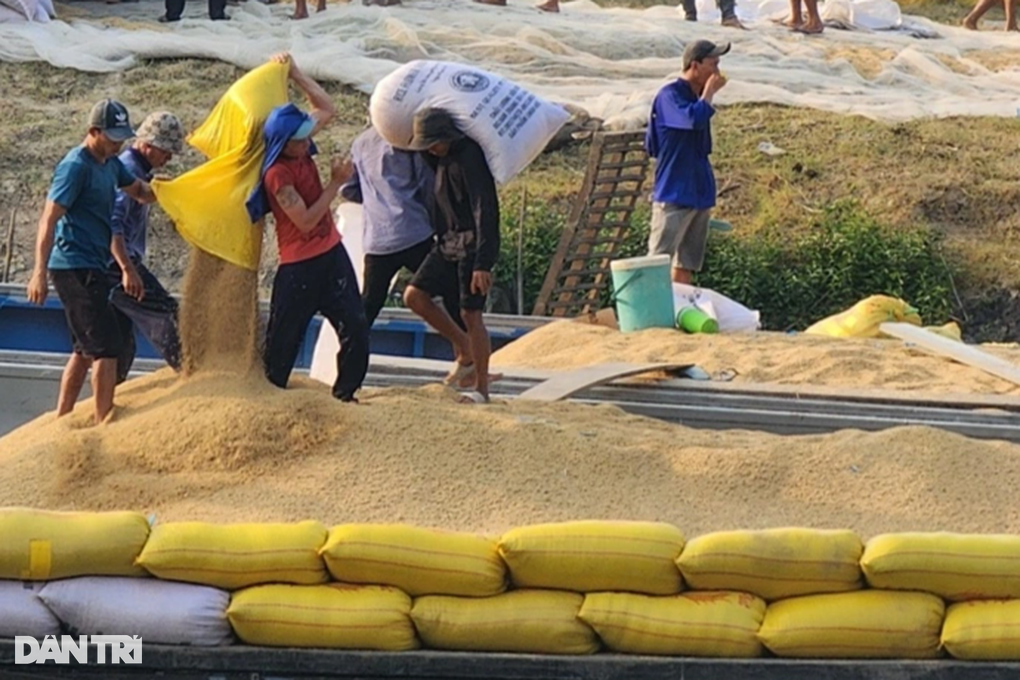 Nông dân miền Tây khấp khởi trước đà giá lúa gạo tăng cao - 2 Nông dân miền Tây khấp khởi trước đà giá lúa gạo tăng cao - 2