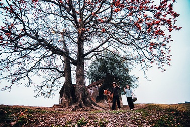 Bồi hồi mùa hoa gạo rực đỏ tháng 3