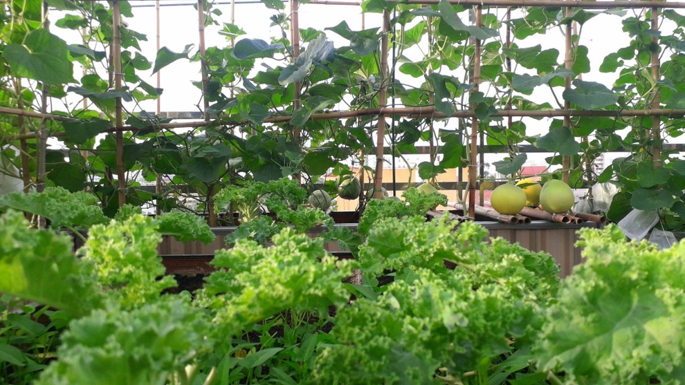 Vườn rau trái sai trĩu quả như siêu thị nông sản của mẹ đảm Hà thành - 4