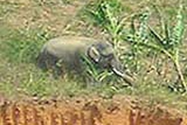 Đăk Lăk: Voi nhà liên tục tấn công người