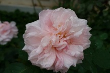 Hai tháng liền chồng đòi mở cửa phòng ngủ, biết sự thật tôi chết cay chết đắng