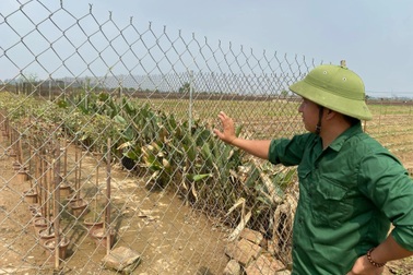 TikToker "hoa hồng Mê Linh" mất trắng hàng trăm gốc hồng cổ