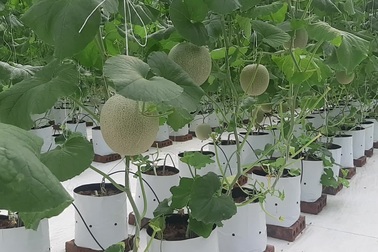 8X khiến vùng đất bỏ hoang "đẻ ra tiền"