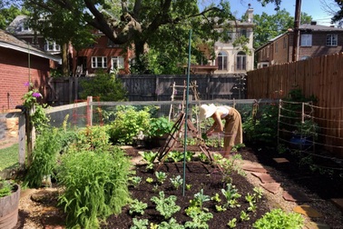 Vườn rau sạch đủ loại hái không xuể, mẹ đảm chia cho cả hàng xóm