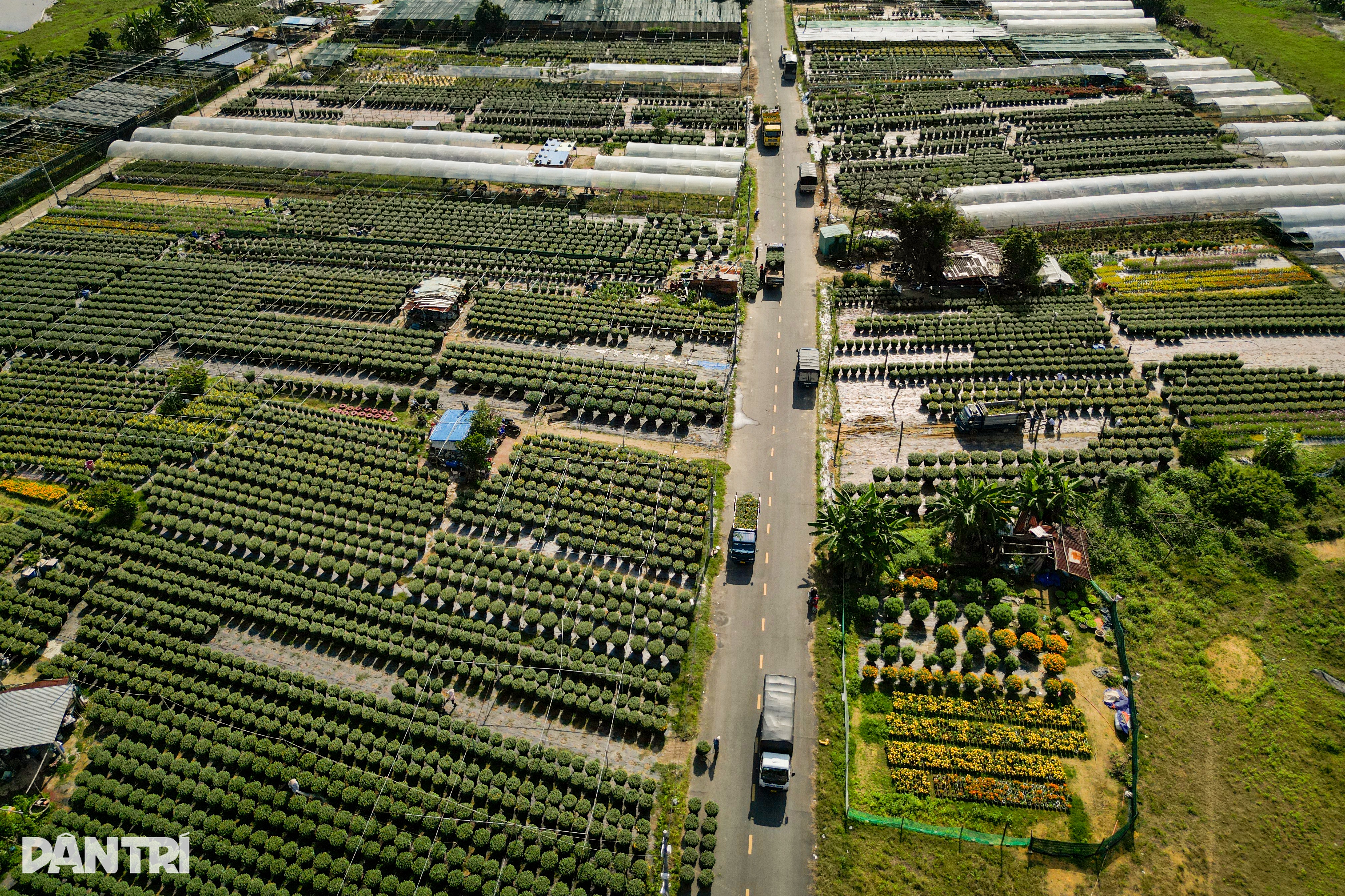 Caminhões trabalham incansavelmente para levar flores da aldeia para a cidade - 1 Xe tải chạy mệt nghỉ đưa hoa từ làng lên phố - 1
