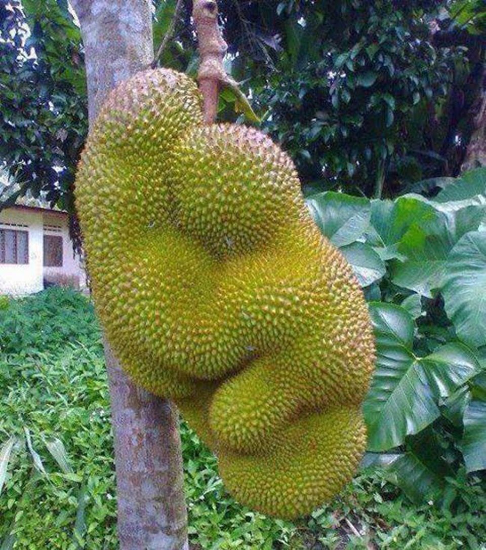 Ngượng chín mặt với loạt rau củ quả mang những tư thế... khó đỡ - 8 Ngượng chín mặt với loạt rau củ quả mang những tư thế... khó đỡ - 8