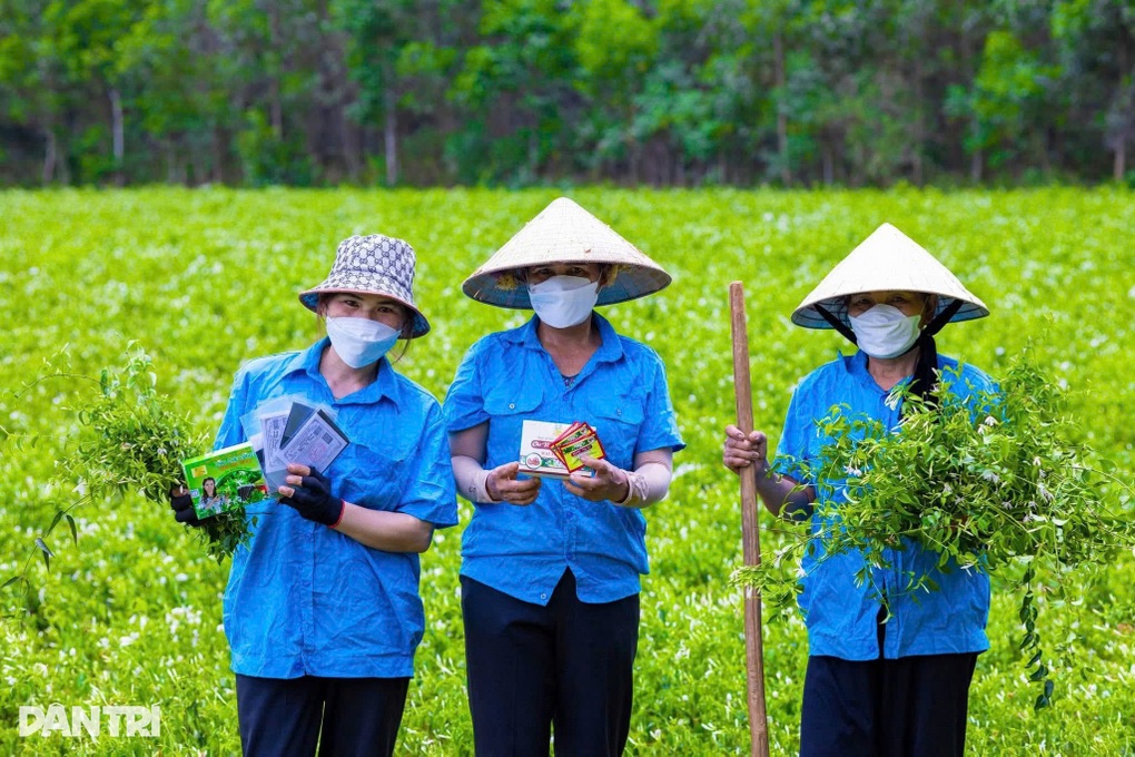 Người hái chè thuê thành nữ tỷ phú nhờ loài cây mọc ở triền đồi - 2 Người hái chè thuê thành nữ tỷ phú nhờ loài cây mọc ở triền đồi - 2