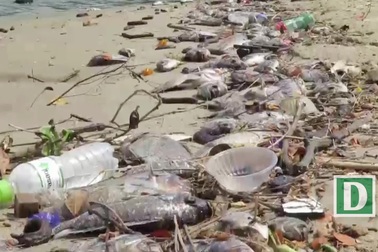 Hàng tấn cá chết nổi trắng sông Phú Lộc - Đà Nẵng