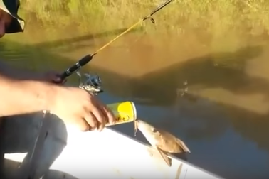 Cá nhảy khỏi hồ để uống... bia